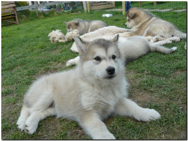 E Wurf 6 Wochen 864.jpg